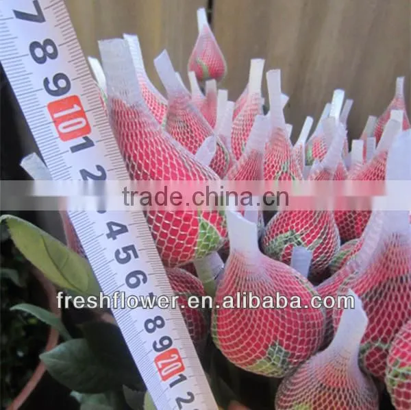 wholesale fresh big red rose flower