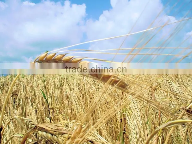 Wood pellet mill / wood pellet maker machine
