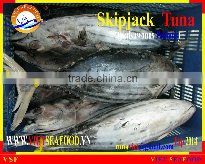 FROZEN SKIPJACK TUNA WHOLE ROUND