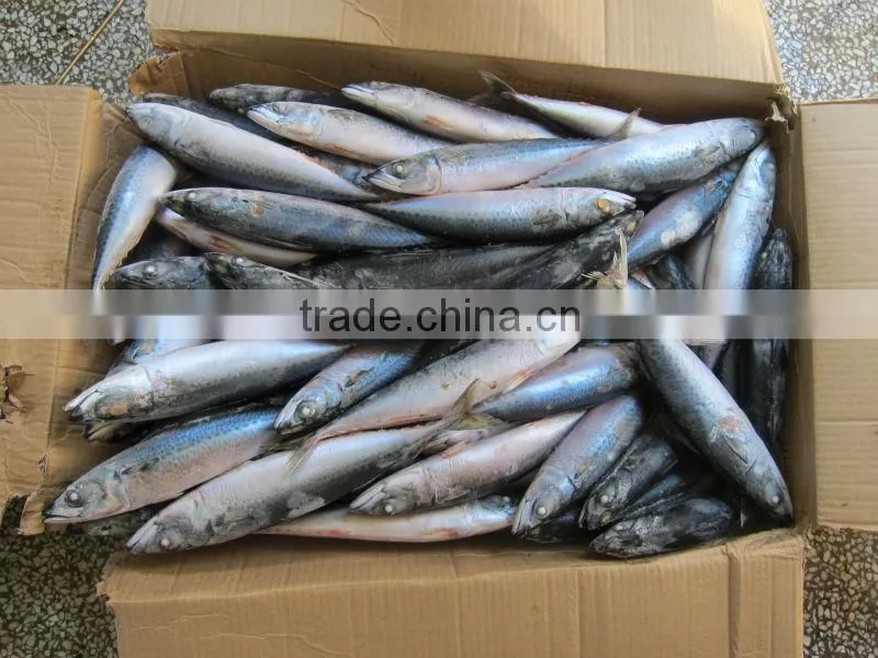 canned mackerel