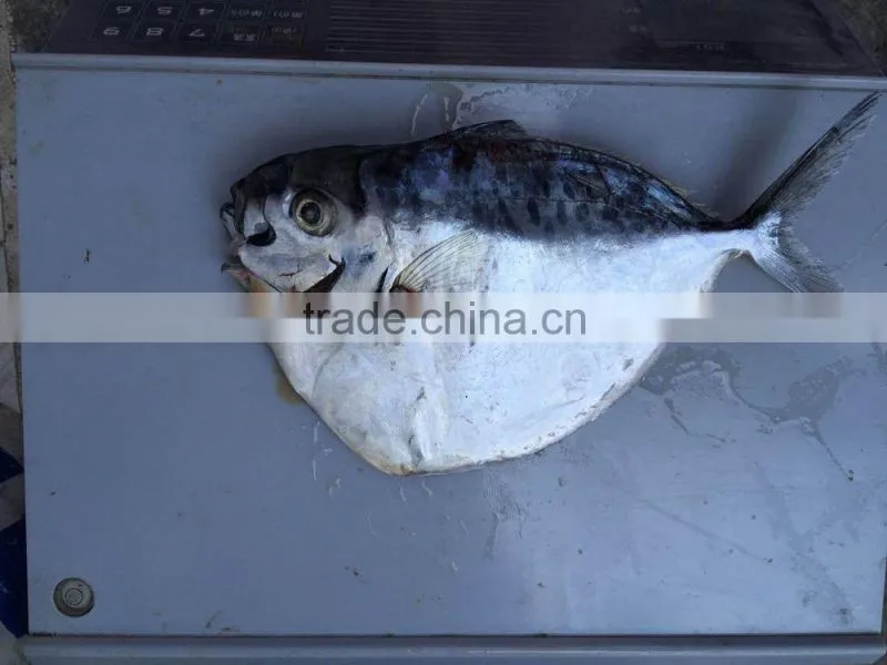 2016 new coming Frozen John Dory fillet for market