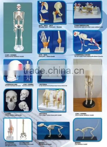 Human acupuncture model 100% factory