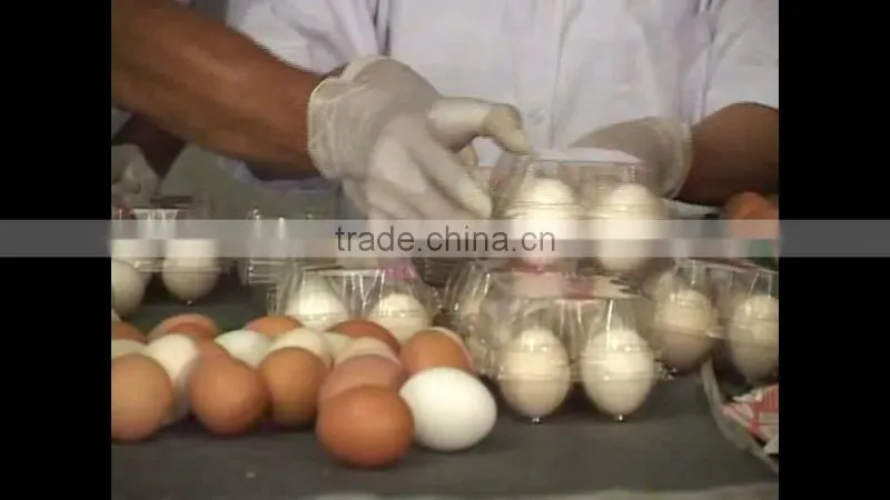 FRESH CHICKEN EGGS