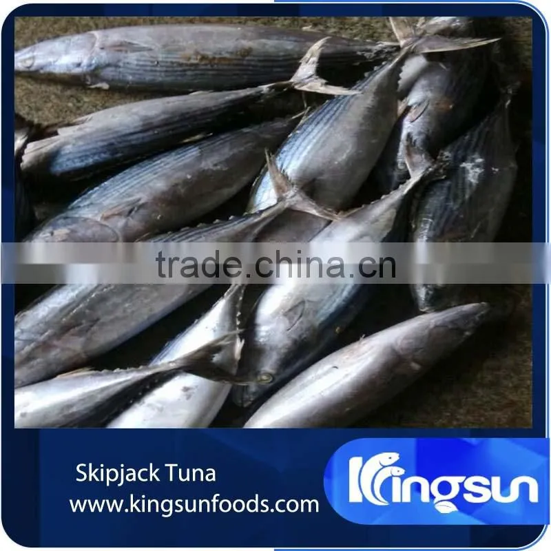 Export whole round seafood fish wholesale frozen skipjack sea food tuna price kingsun foods