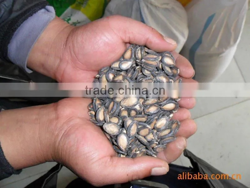 Black watermelon seeds in 11cm, 2013 crop