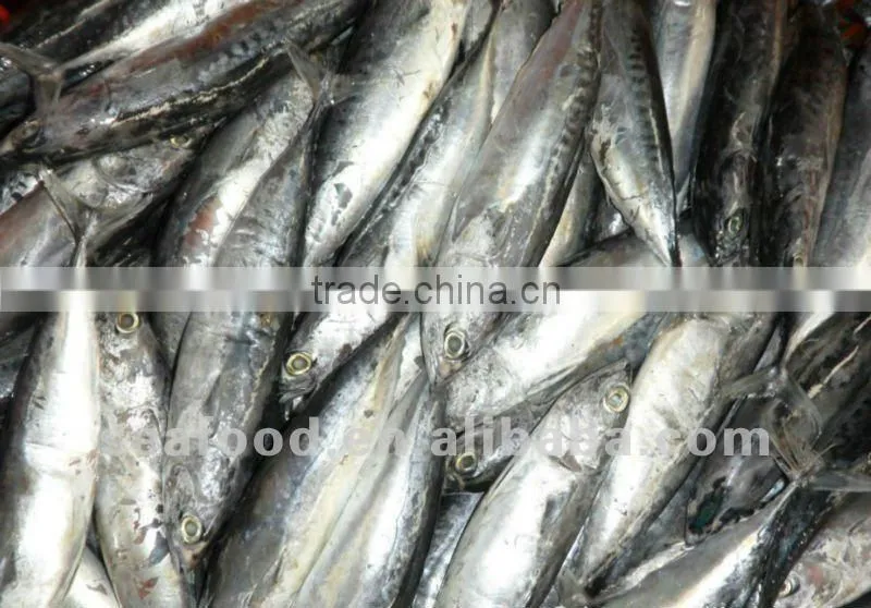 Frozen bonito fish