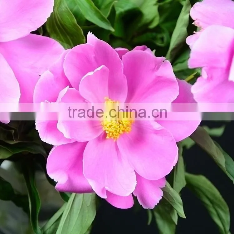 Alibaba china hot sell small peony