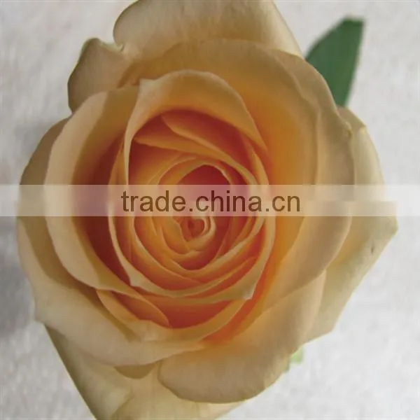 Natural promotional preserved rose flower for home decoration