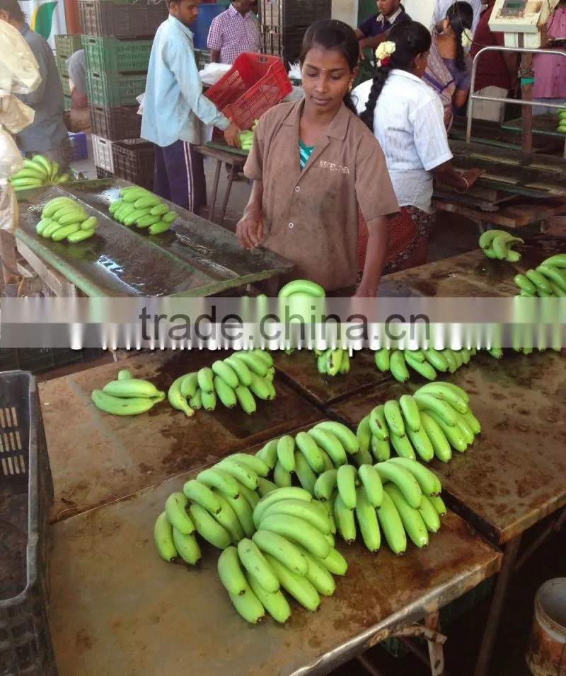 Fresh Cavendish Banana