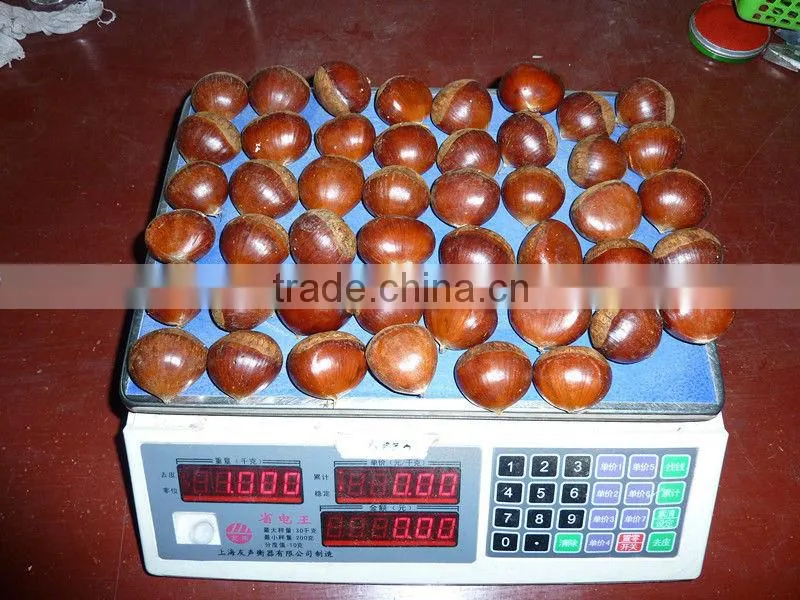 fresh chestnut,chestnuts wholesale