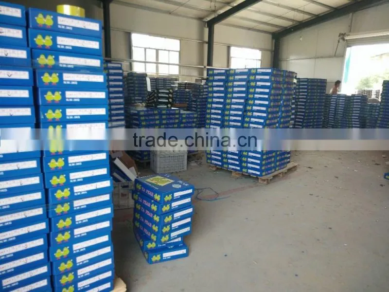 new crop China fresh golden pear for sale