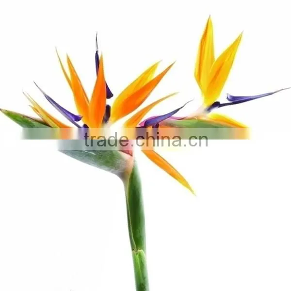 Fresh cut flowers multicolor Bird of Paradise flowers