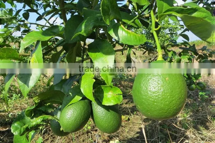 lemon tree seedling