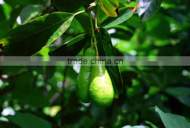Avocado tree seedling