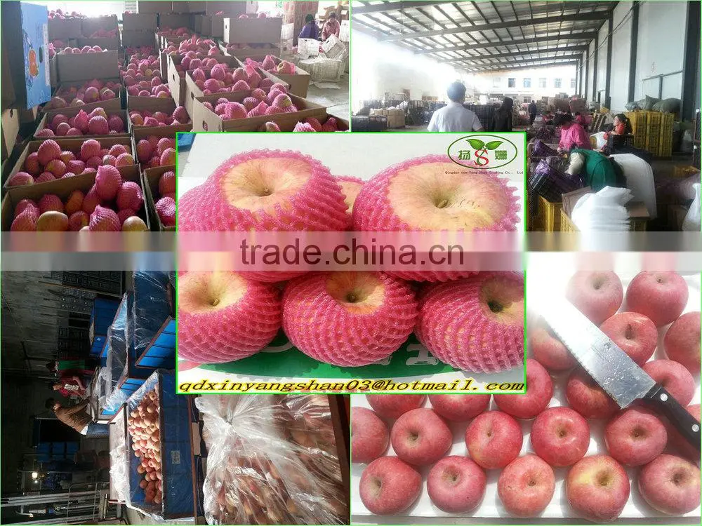 Fresh Apples/APPLES/APPLE