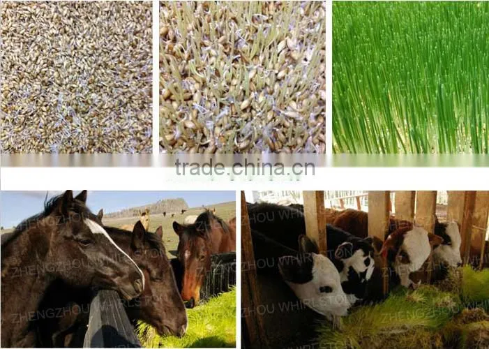 Hydroponic fodder fodder solutions hydroponic fodder machine
