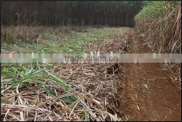 New condition brand product 6BCT-5 sugarcane leaf machine sugarcane peeling machine