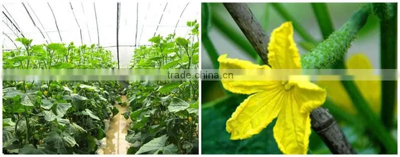 FAQ 3--How To Use Potassium Humate Fulvic Fertilizer To Solve The Problem Of Cucumber Wilt ?