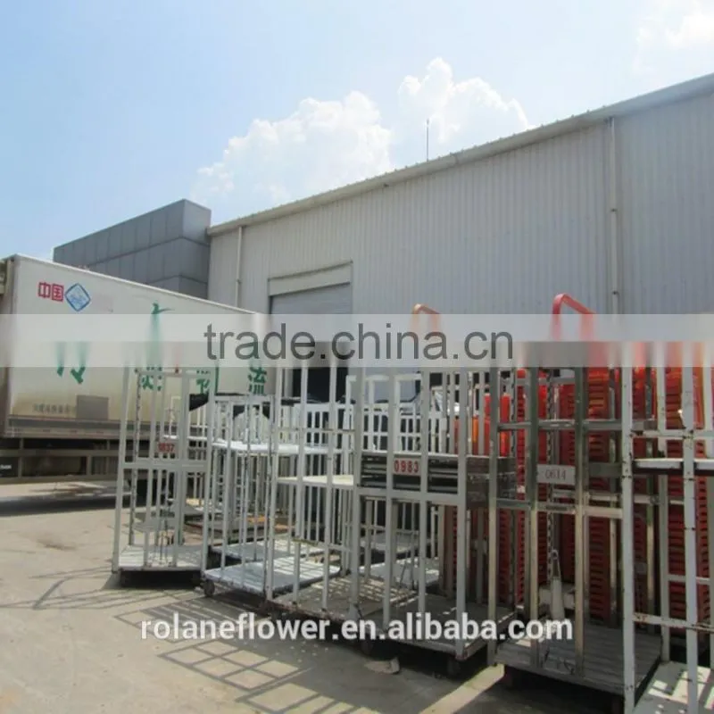 Supply gypsophila million stars cutting new gypsophila with 1kg/bundle from Yunnan, China