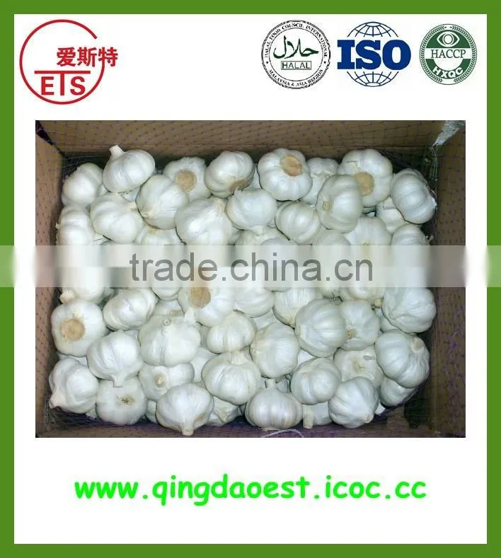 Garlic in brine from chinese factory with high quality and competitive price