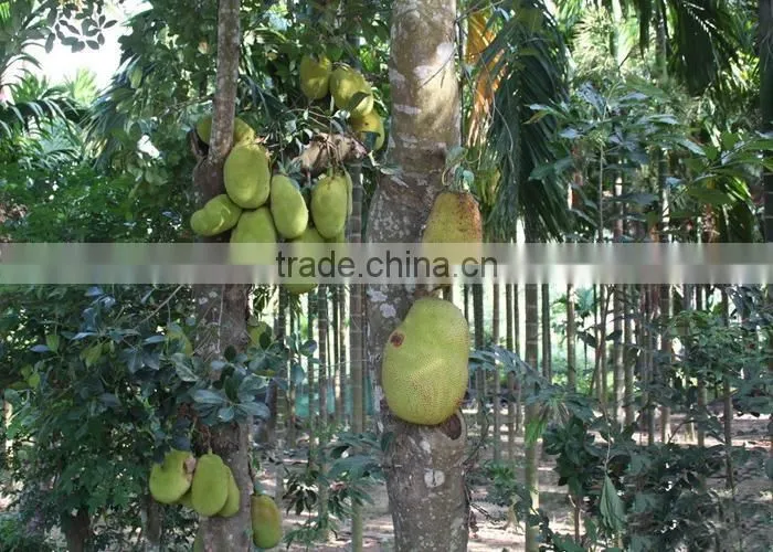 jackfruit trees