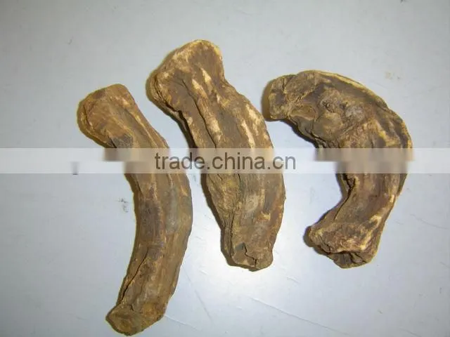 Radix Rhizoma Rhei
