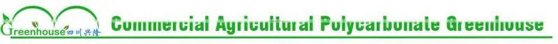 Commercial Used Greenhouse Sale