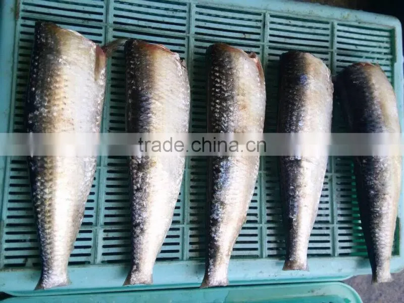frozen Sardine HGT with competitive price China origin