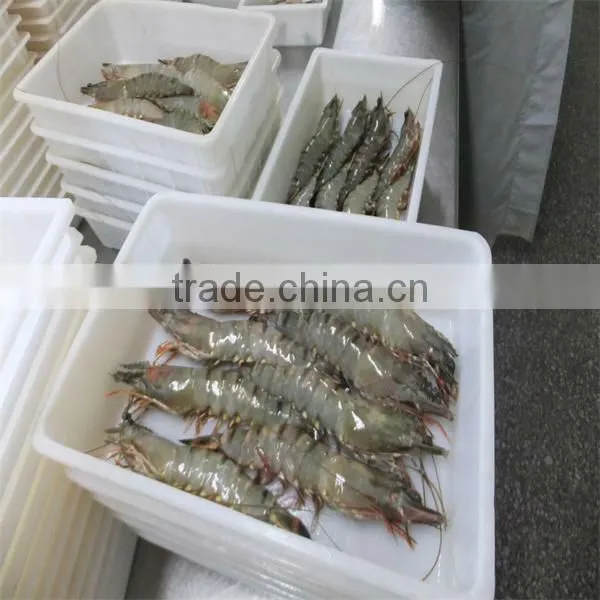 hgh quality frozen headless black tiger shrimp