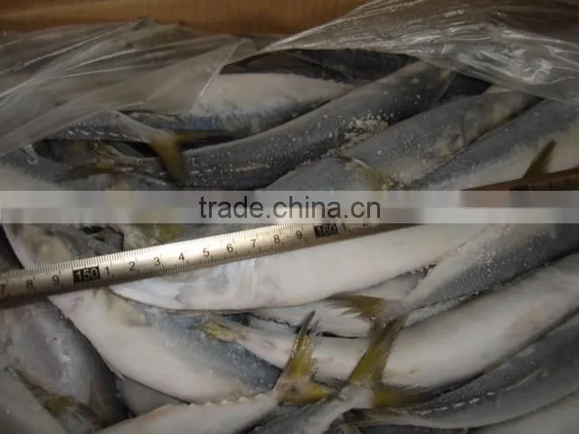 Frozen Pacific Mackerel Fish