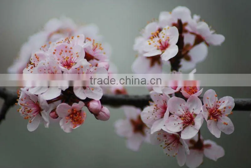 Prunus Cerasifera nigra