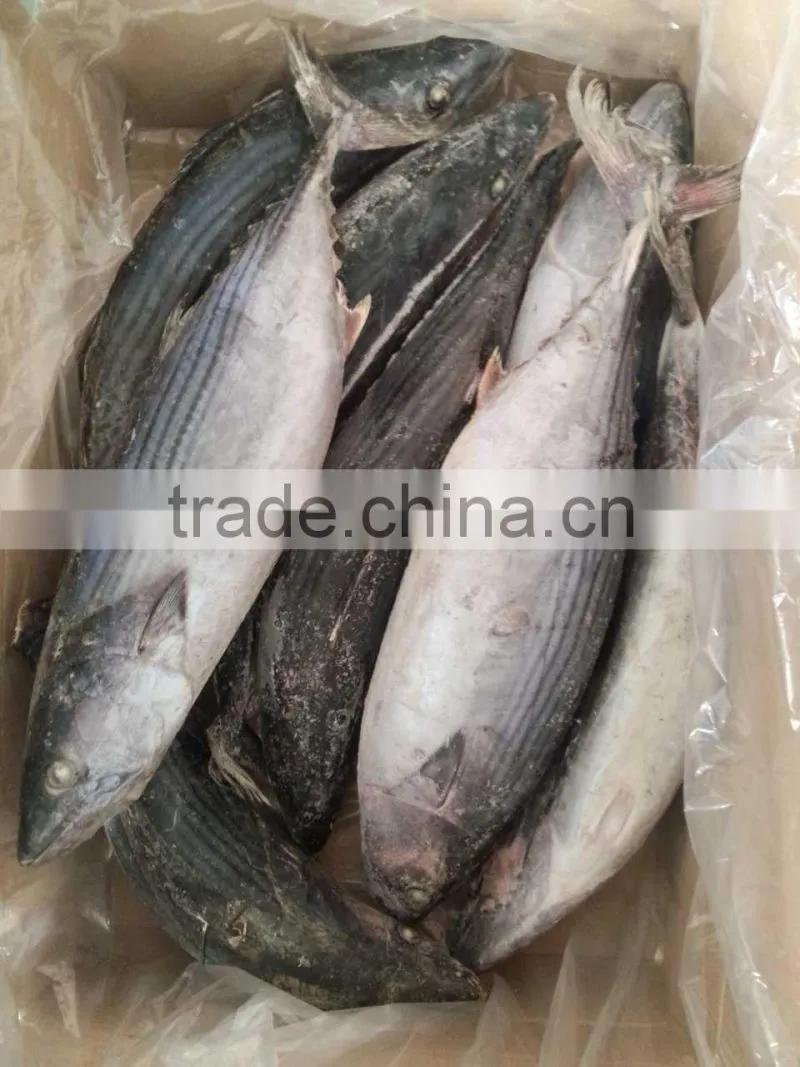 frozen bonito(Sarda Orientalis) 2kg+/pc