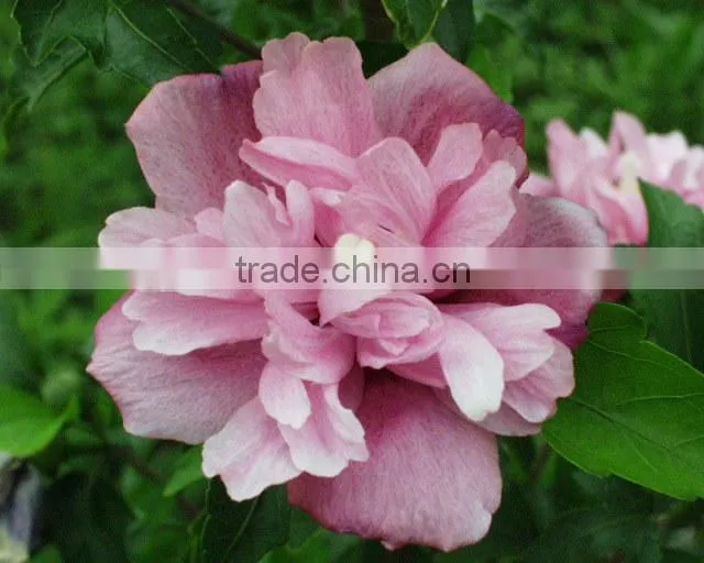 Special herb oil 100 Pure and Natural MUSK SEED Oil Rose-of-Sharon/Shrub-althea