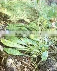 Natural Spikenard Oil
