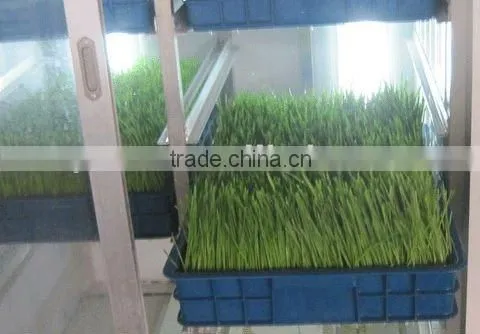 Bean Sprout/Animal Fodder Machine