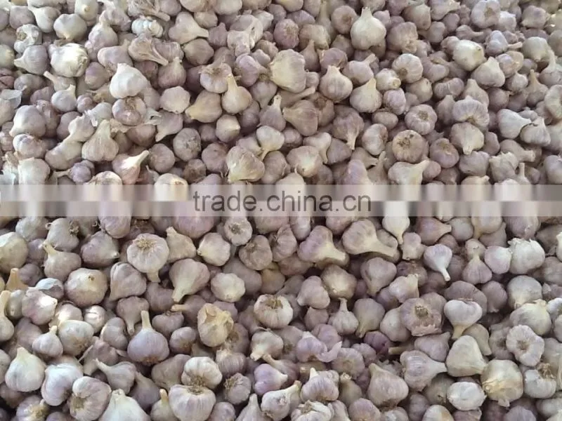 Garlic