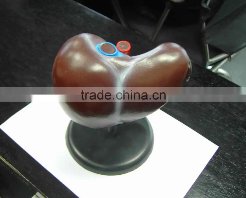 plastic medical model