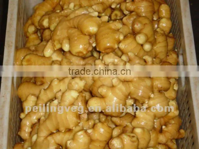 2012 CHINESE FRESH GINGER