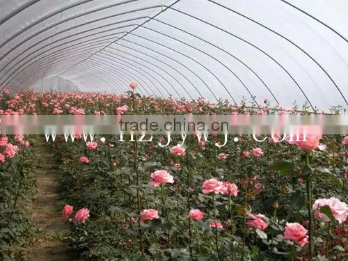 Plastic greenhouse