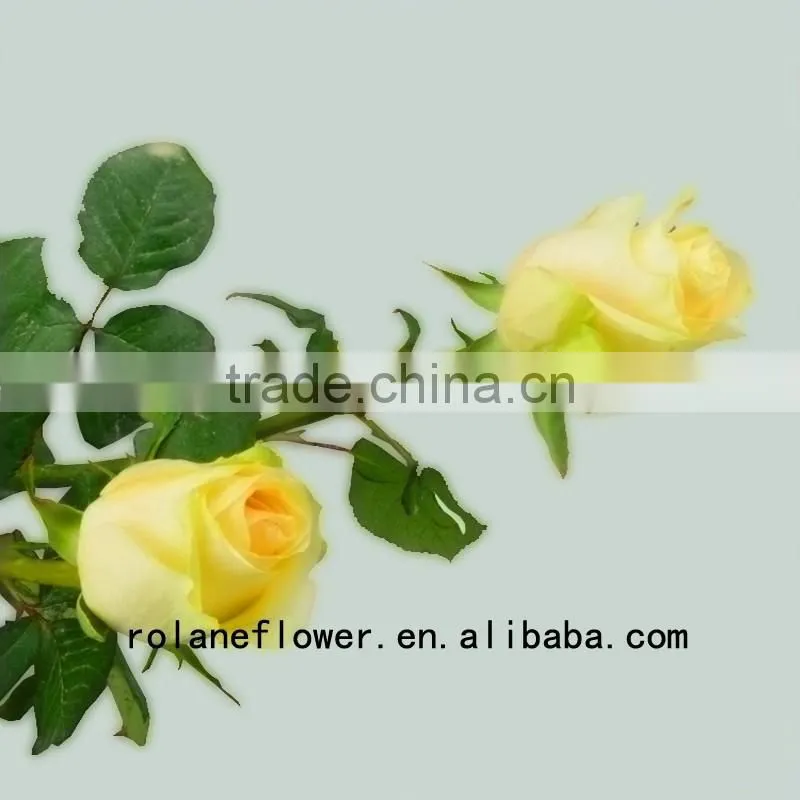 Newest dubai fresh flower importers artificial rose plant peach avalanche rose for home farms directly supply