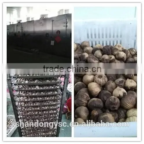 China garlic factory offers best natural black garlic price