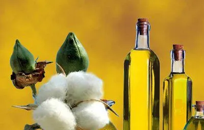 Hydraulic Oil Vegetable Oil Edible Oil Pressing Machine Cold & Hot Pressing Machine