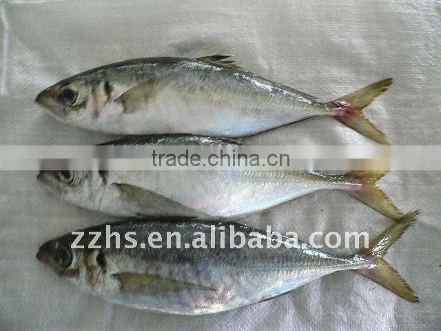 Canned Mackerel Fish In Tomato Sauce