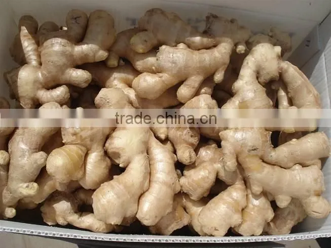 New crop fresh ginger importers with competitive export price