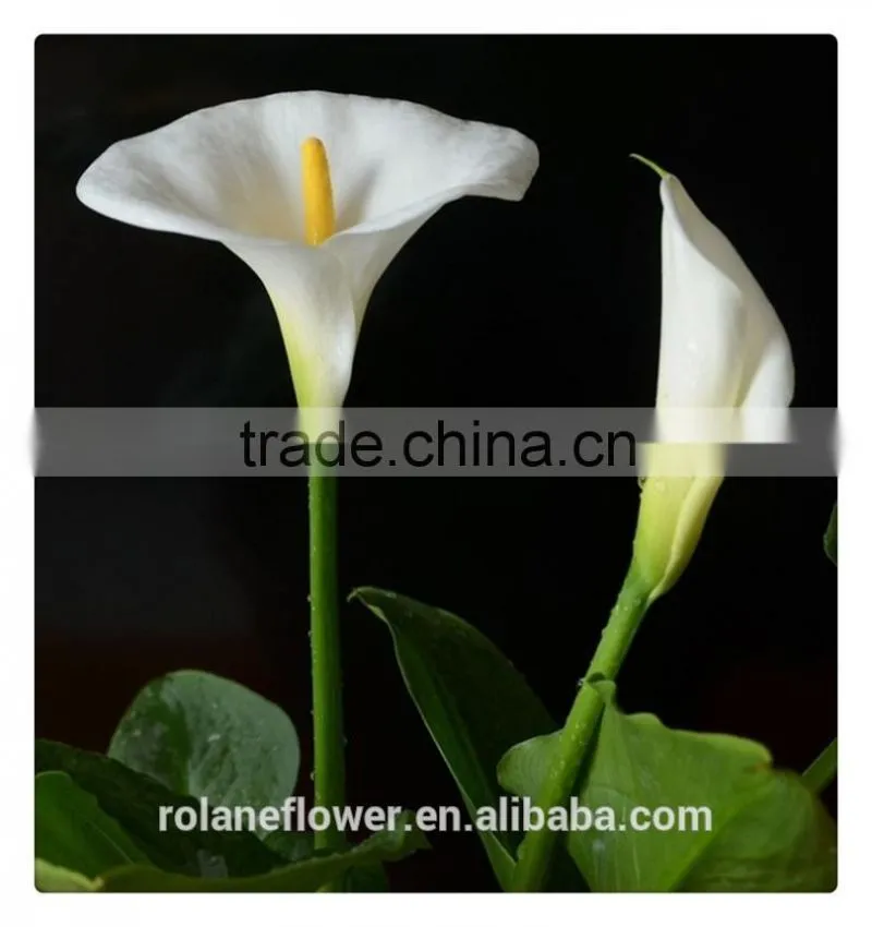 Beautiful Natural fresh cut colorful calla lily flowers for decoration
