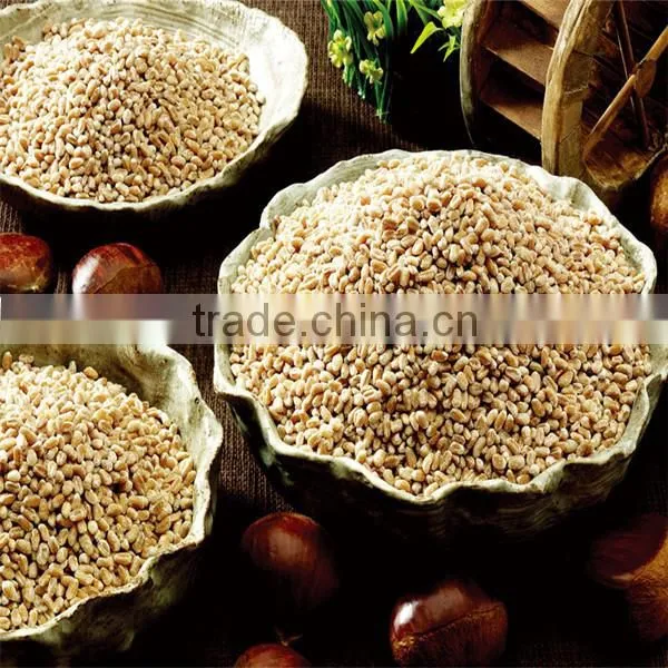 Australian high quality barley can be used for barley tea processing