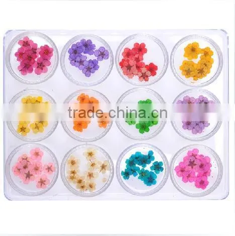 H1-034 12COLORS Dried Flowers for Nail Art Embeddi(12Colours ) 1.These dried DRY FLOWER ,Real dry flower