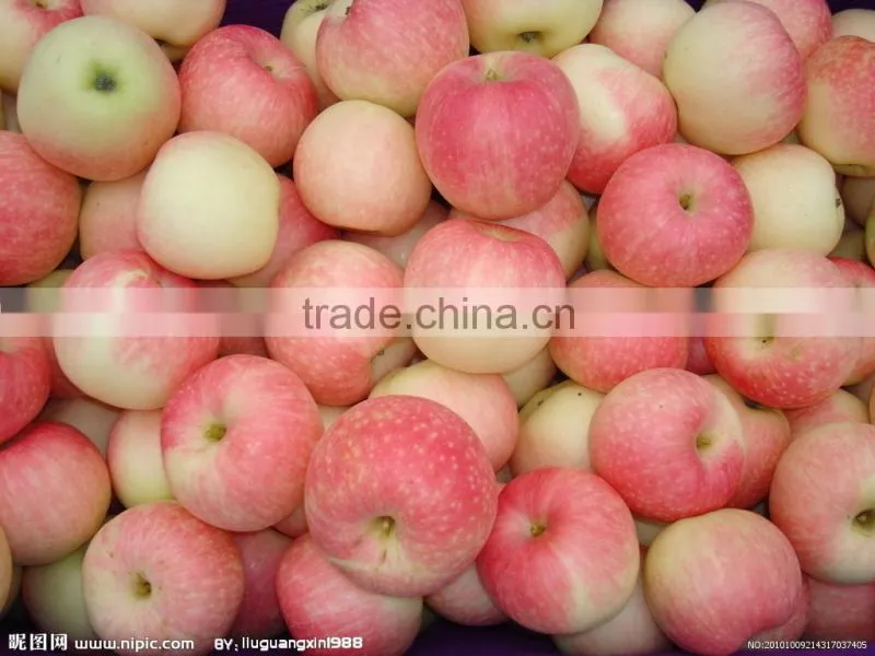 chinese fuji apple