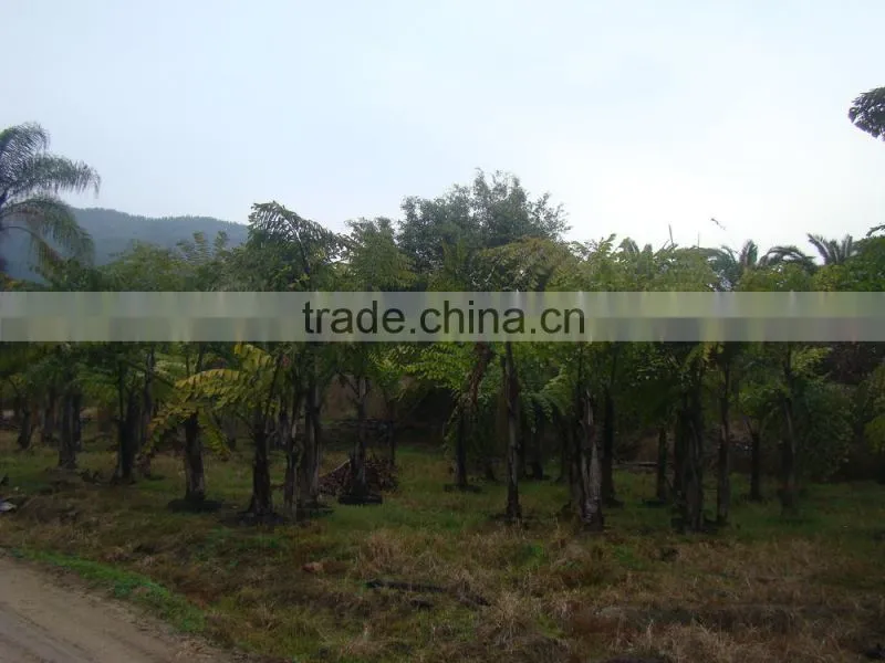 wholesale outdoor decrotive landscaping ornamental palm Caryota urens L