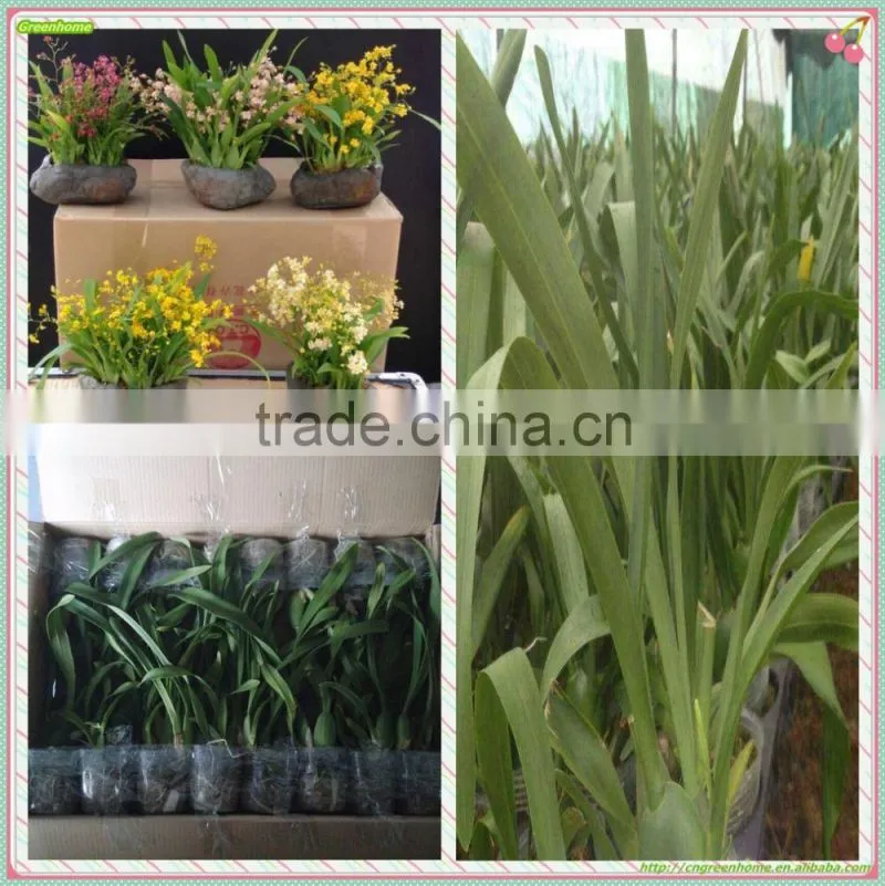 Oncidium orchid